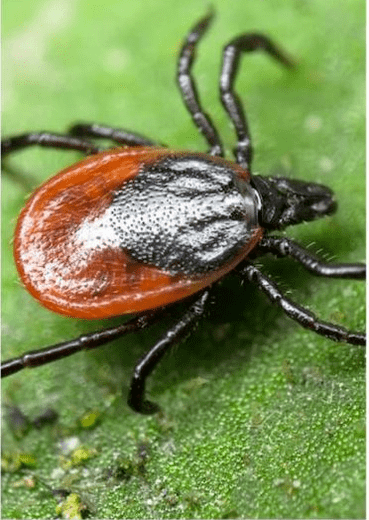 Ectoparasitos
