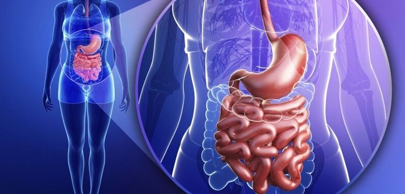 O tracto do intestino do estómago é humano