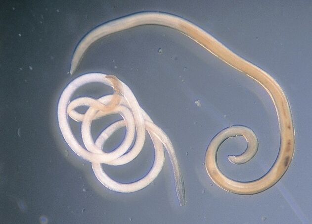 Nematodos